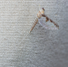 Callibaetis
