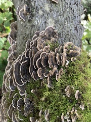 Trametes versicolor
