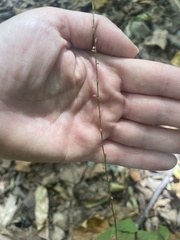 Persicaria filiformis