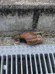 Lissachatina fulica
