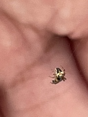 Neoscona arabesca