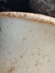 Cerioporus squamosus