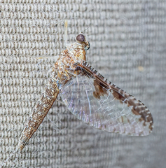 Callibaetis