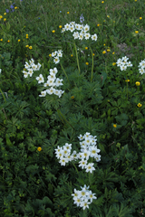 Anemonastrum fasciculatum