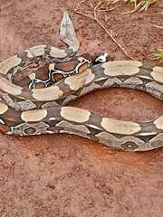 Boa constrictor constrictor