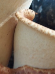 Cerioporus squamosus