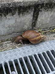 Lissachatina fulica
