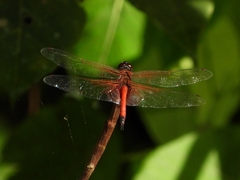 Tramea transmarina