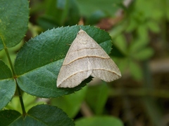 Colobochyla salicalis