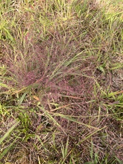 Eragrostis spectabilis