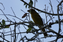 Piranga rubra