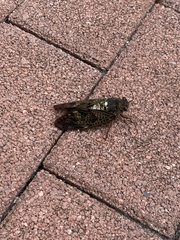 Graptopsaltria nigrofuscata