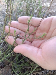 Xanthisma spinulosum