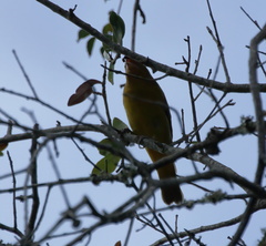 Piranga rubra
