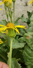 Senecio elmeri