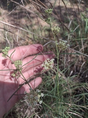 Asclepias linearis