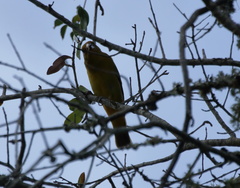 Piranga rubra