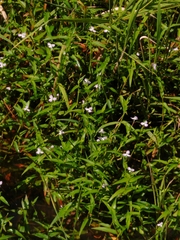 Murdannia keisak