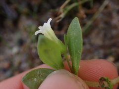 Gratiola neglecta