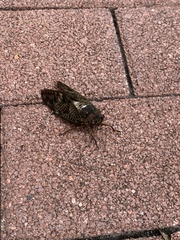 Graptopsaltria nigrofuscata