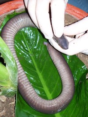 Dermophis mexicanus