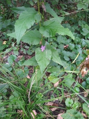 Campanula rapunculoides