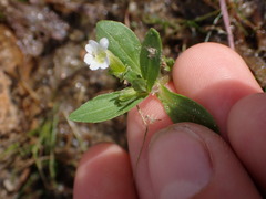 Gratiola neglecta