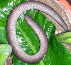 Dermophis mexicanus