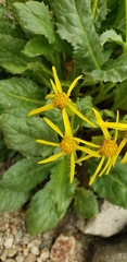 Senecio elmeri