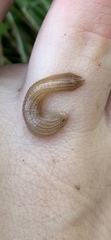 Helobdella