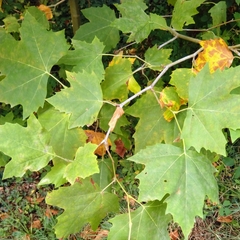 Platanus