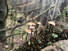 Marasmius siccus