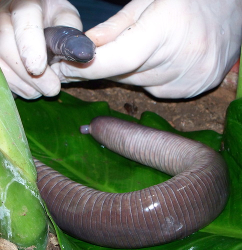 Dermophis mexicanus