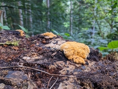 Gloeophyllum odoratum