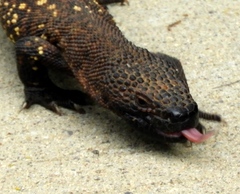 Heloderma horridum