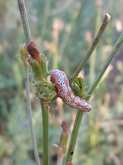 Pyrrhia exprimens