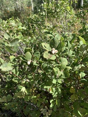 Symphoricarpos rotundifolius