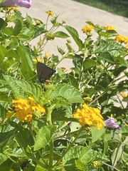 Atlides halesus