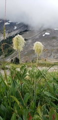 Pulsatilla occidentalis