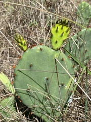 Opuntia macrorhiza