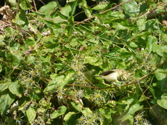 Hippolais polyglotta