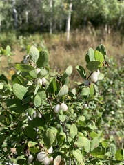 Symphoricarpos rotundifolius