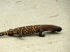 Heloderma horridum