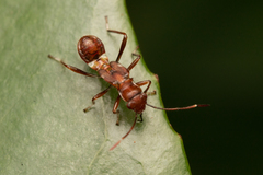 Lygaeoidea