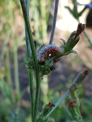 Pyrrhia exprimens
