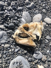 Anarrhichthys ocellatus