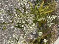 Eupatorium