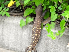 Heloderma horridum