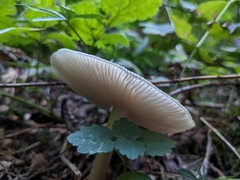 Megacollybia