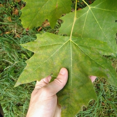 Platanus